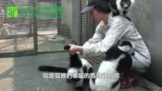 臺北市立動物園-白頸狐猴-狐猴媽媽與白頸狐猴的故事 The Story of the Ruffed Lemurs' Zookeeper