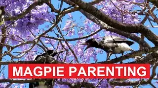 Magpie Parenting Feeding & Preening Among Jacaranda Blossoms