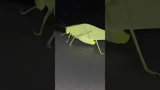 Most Camouflaged BUG- KATYDID flys Inside the CAR #shorts