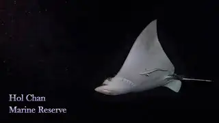 Belize Diving: Hol Chan Marine Reserve Night Dive
