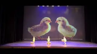 Pollitos 
