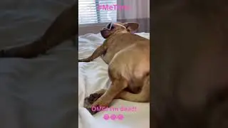 HILARIOUS MUST SEE DOG 🐶😎😂 OMG IM DEAD #shorts