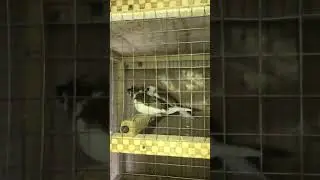 Bengalese crust finch ( Society Finch )