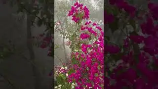🌁 Nature Colour full #nature #flower #trendingreels #trending