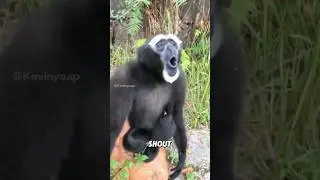 &ldquo;Gibbons love hugs.&rdquo;#animals #shorts #cute #gibbons