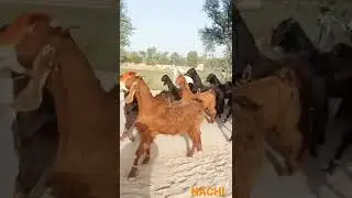Nachi | Pakistan's famous breed of dairy goats ناچی