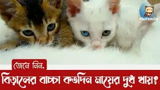 একটি বিড়ালের বাচ্চা কতদিন মা বিড়ালের দুধ খায়...? (বিস্তারিত আলোচনা) @PiuFamily