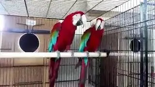 Green Winged Macaw Bonded Pair