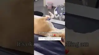 You Stayed Help Donate Save Dog🐶#Help#Donate#Like#Comment#Share#adorable#Love#Care#Feed#Rescue#dogs
