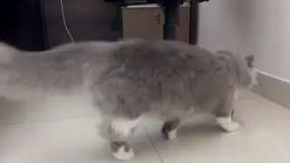 🏐 Smokey The Fluffy Kitten New Favorite Toy! | Cute Cat Chasing Ball Moments 🐾😻