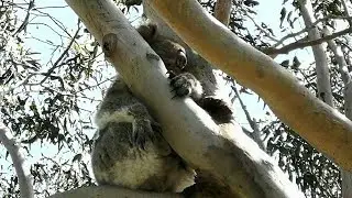 GREAT OCEAN ROAD WATERFALLS AND KOALAS