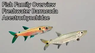 Fish Family Overview: freshwater Barracuda: Acestrorhynchidae