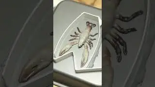 DIY  lure making experiment, soft plastic crayfish