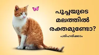 പൂച്ചയുടെ മലത്തിൽ രക്തമോ? |  Why Blood In Cats Poop Malayalam | Mehrins Cattery | Cat Malayalam