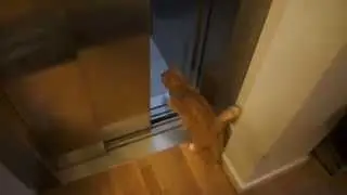 Funny cat loves to take the elevator :)