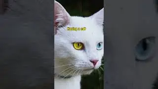 ALL ABOUT WHITE CATS❤️ #allaboutcats #cutecat #trendingshorts #facts #Whitecats