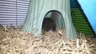 Rat Jumps Around and 