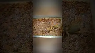 INSECT WARS 
