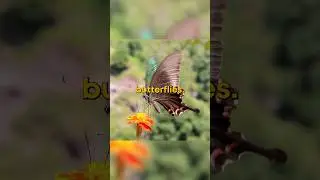 Butterflies Taste With Their Feet?! 🦋 | Explained in 60 Seconds