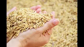 Food and Nutrition Security in the Age of COVID-19