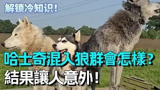 合集 | 哈士奇混入狼群會怎麼樣？結果讓人意外！【废话终结】