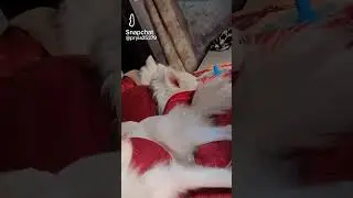 Tenu fulla Wargi Kahiye Ja ful Tere Warge ne😂@ Pomeranian dog short video#@ trending viral video