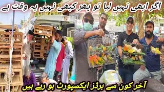 Lalukhet Sunday Birds Market 2024 Latest Update | Cheapest Birds Price in Lalukhet Market @SYEDBIRDS