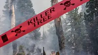 Hazard Trees on Wildfires