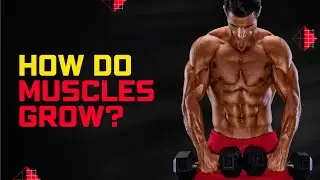 How do muscles grow?