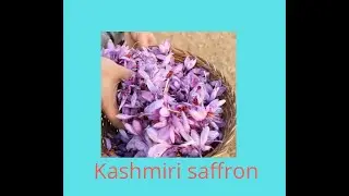 KASHMIRI  SAFFRON
