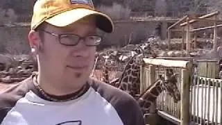 Kissing Giraffes in Colorado Springs