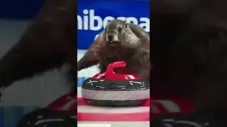Olympics Curling so funny