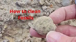 How to clean fossils.  #fossilhunting #fossil #beforeandafter #rockhound