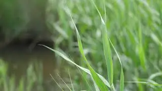 4K Grass Stock Video | Free Stock Footage
