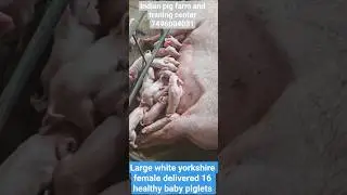 large white yorkshire female delivered 16 healthy baby piglets #pigfarming #pigging #pigfeed