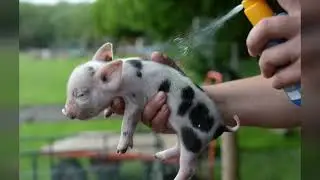 Staying cool during a heatwave at Kew Little Pigs miniature pig farm in Amersham UK