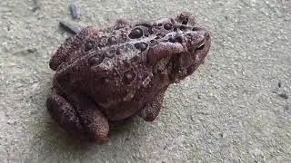 Catching an Eastern American Toad