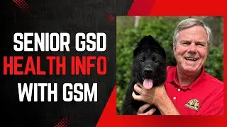 Senior German Shepherd Health and Training