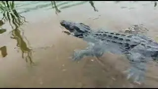 Remote Control Crocodile Lifelike Movement Simulation Model Toys Swimming Alligator Boat Waterproof