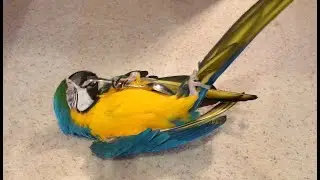 Child's Play #parrot #pets #birds #play #cute #cutebaby #gameplay #games #sweet #sports #bird #love