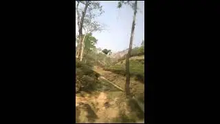 Tea Garden with Shade Trees