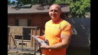 Piotr Bugała - PZHGP 0153 Ruda Śląska II / Śląski Mistrz !