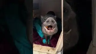 Bedtime Snack  #animals #funnyanimals #cuteanimals #CutePets #AdorablePets #cute #asmr #funny #pig