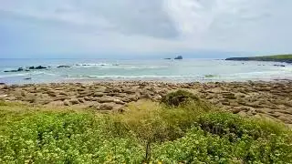 San Simeon Elephant Seals
