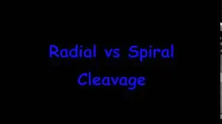 Radial vs Spiral Cleavage