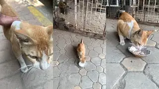 Met Bhakti Bhavan Billa 🐈 and fed him all nutritious food u could to aid his recovery ❤️‍🩹 🥺 ❤️ 