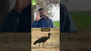 #043 लम्बी चोंच वाले पक्षी से केंचुए को कैसे बचाएं ? 🪱😱100daysofvermicomposting #shorts
