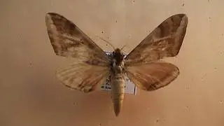 БРАЖНИКИ: 676. Clanidopsis exusta
