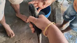 గ్రామంలో బ్రదర్స్&zwnj;తో కలిసి LIVE చేపల వేట 🐟😍 | Village Fishing Fun & Family Enjoyment #KorameenuFish 