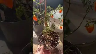 Wilting plant even after watering 🪴? What to do!?